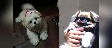 Macky y Puchito son muy amigos. Macky tiene dos años y Puchito tiene 13 años, ambos a doran a su dueña, Paula Elizalde Macky y Puchito son muy amigos. Macky tiene dos años y Puchito tiene 13 años, ambos a doran a su dueña, Paula Elizalde