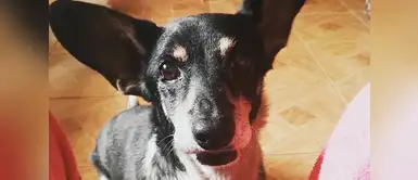 Ella es Priny, lamentablemente falleció el año pasado a la edad de 13 años. Priny ha dejado un vacío muy grande en el corazón de su dueña, Brenda Quiroz. Ella es Priny, lamentablemente falleció el año pasado a la edad de 13 años. Priny ha dejado un vacío muy grande en el corazón de su dueña, Brenda Quiroz.