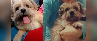 Rito tiene dos años y es el engreído de Yuriko Cabeza Rito tiene dos años y es el engreído de Yuriko Cabeza