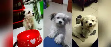 Rufio alias pulgoso, fue adoptado cuando a penas tenía un mes, estaba delgado y lleno de pulgas. Su dueño Giancarlo del Carpio se encargaró de brindarle todo su amor, hoy Rufio es un perrito muy feliz. Rufio alias pulgoso, fue adoptado cuando a penas tenía un mes, estaba delgado y lleno de pulgas. Su dueño Giancarlo del Carpio se encargaró de brindarle todo su amor, hoy Rufio es un perrito muy feliz.