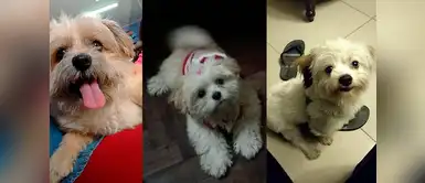 ¡Son hermosos! ¡Son hermosos!