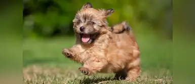 Este domingo 22 de abril se realizará una gran caminata contra el maltrato animal. Convocan a gran caminata contra la tortura animal