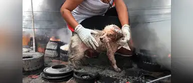 Facebook: Bomberos rescatan a perritos afectados por incendio en Trapiche Facebook: Bomberos rescatan a perritos afectados por incendio en Trapiche