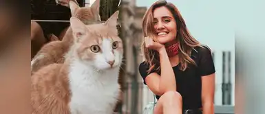 Instagram: Ximena Hoyos presentó al gatito que le traerá más de un problema en casa Instagram: Ximena Hoyos presentó al gatito que le traerá más de un problema en casa
