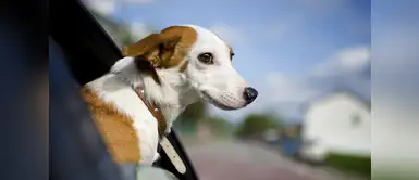 ¿Cómo viajar con tu mascota? / Resuelto Cinco importantes consejos si quieres viajar con tu mascota