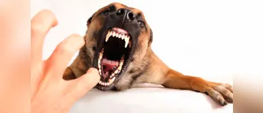 Cinco cosas que debes hacer cuando te muerde un animal ¿Qué hacer cuando te muerde un animal?