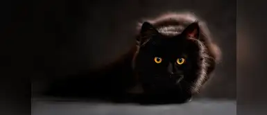 Cinco mitos que siempre dicen de los gatos Cinco mitos que siempre escuchaste de los gatos