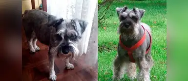 Recompensa por encontrar a Alex Familia ofrece pasaje a Rusia si logras encontrar a su perro extraviado