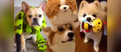 ¿Por qué debemos sacar el relleno de los peluches de nuestros perritos? ¿Por qué debemos sacar el relleno de los peluches de nuestros perritos?