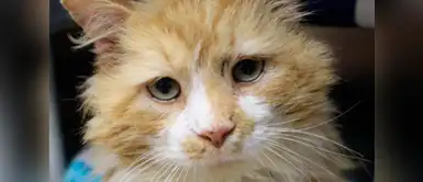 Esta gato fue abandonado por su familia, pero él jamás dejó de amarlos. Gatito recorrió 19 kilómetros solo para encontrarse con la familia que lo abandonó