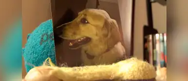 Este perrito fue por un corte de pelo sin imaginar que nunca más volvería con su dueño Este perrito fue por un corte de pelo sin imaginar que nunca más volvería con su dueño