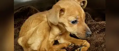 Perro fue encontrado al borde de la muerte. Perrito se emociona al recibir comida luego de varios meses de ser abandonado