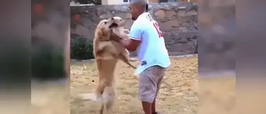 Este papá perruno tuvo gran gesto con su cachorro Este perro no deja que su dueño se lleve a su cachorro, luego hace algo inesperado