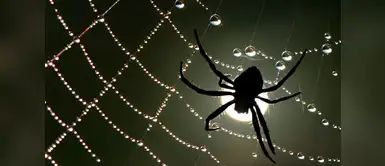 Estos son los significados más comunes de soñar con arañas. ¿Qué significa soñar con arañas? ¡Descúbrelo ahora!