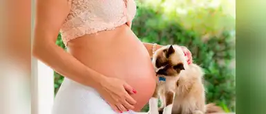 ¿Sabías que el mito de que los gatos causan la infertilidad en la mujer era falso? En esta nota te contamos. ¿Los gatos causan infertilidad?