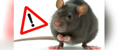 Estos son los significados más certeros de soñar con ratas. ¿Soñaste con ratas? Este es su verdadero significado