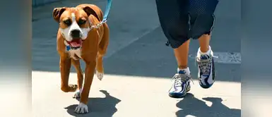 ¿Quieres que tu mascota y tu tengan una vida sana? Sigue estos consejos para poder ejercitarse juntos. Siete consejos para ejercitarte junto a tu mascota