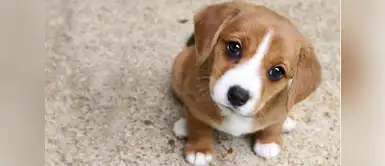 ¿Cómo criar adecuadamente a un cachorro? Cinco consejos para cuidar de la manera correcta a un cachorro