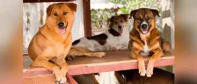 Estudiante plantea cambio para la sociedad. ¿Anticonceptivos para perros? Proponen comida especial para animales callejeros