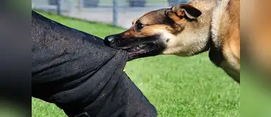 Esto es lo que debes hacer en caso fuiste atacado por un perro. (Foto: Difusión) ¿Qué hacer si te muerde un perro?