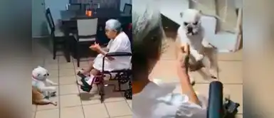 Este tierno perrito baila tiernamente cuando su dueña canta. Este perrito hace tierno movimiento al escuchar a su “abuelita” cantar