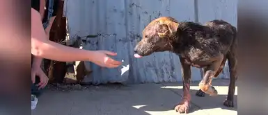 Esta perrita casi le amputan sus patitas debido a una fuerte infección. Perrita casi pierde sus patas por terrible infección, unos ángeles la salvaron de la muerte