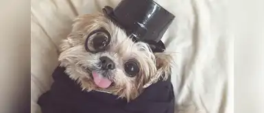 @Marniethedog @Marniethedog