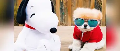 @buddyboowaggytails @buddyboowaggytails