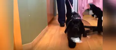 Esta perrita ve por primera vez el rostro de sus dueños y es muy conmovedor. Perro que estaba ciego ve por primera vez rostro de sus dueños y así reaccionó