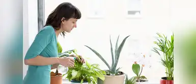 Estas plantas llenarán de energía tu hogar y oficina. Cinco plantas que te darán mucha energía. ¡Perfectas para decorar tu hogar y oficina!