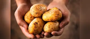 Descubre toda la verdad sobre la papa. La papa no engorda y ayuda a prevenir el envejecimiento, según los expertos