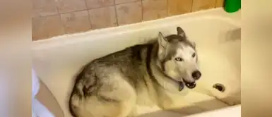Este perrito husky hizo berrinche para no bañarse. Perrito hace un adorable berrinche por esta insólita razón