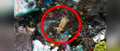 Este cachorro fue salvado de una muerte segura. Perrito esperaba la muerte tras caer en un pozo lleno de basura, pero un inesperado milagro lo salvó