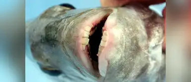 Pez con dientes humanos es hallado en Estados Unidos. Facebook viral: Hallan pez con dientes humanos en Estados Unidos