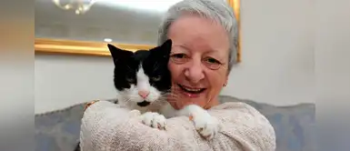 Gato viajó del sur al norte de Francia para reencontrarse con su dueña Mascota recorrió 1.100 kilómetros para reencontrase con su dueña ¡Te conmoverás!