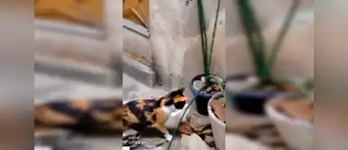 Video viral sorprende a usuarios de la red social. Facebook: rata es acorralada por un gato y su dueño. ¡No creerás el final!