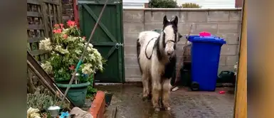 Niña compra caballo por Internet y sorprende a sus padres Niña de 13 años compró un caballo por Internet solo con su smartphone