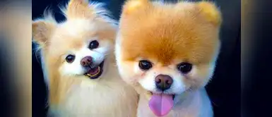 Tu perrito siempre te entendió cuando le hablabas. Tu perrito sí te entiende cuando le hablas, según estudio