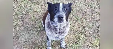 Este perrito es todo un héroe. Su amor por su dueña lo impulsó. (Foto: Redes Sociales) Perro protegió a una niña perdida durante 15 horas y ahora es policía