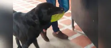 El perrito compra su comida con hojas secas en efectivo. Este perro vio como todos recibían comida a cambio de dinero, él intentó hacer lo mismo pero con una hoja