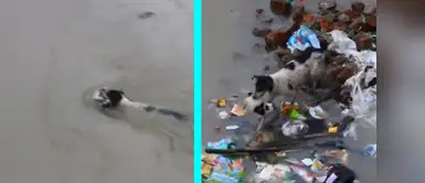 Esta la heroica acción de esta perrita por salvar a sus cachorros. ¡Madre coraje! Perrita arriesga su vida por salvar a sus cachorros tras inundación