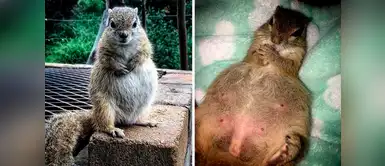 Esta ardilla regresó con las personas que le salvaron la vida para dar a luz. Ardilla embarazada regresa con las personas que le salvaron la vida para dar a luz