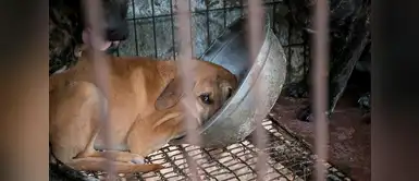 Esta perrita recibe un regalo especial y su reacción se vuelve viral en YouTube. Esta es la reacción de un perro al recibir su primera cama tras ser rescatado del comercio de carne animal