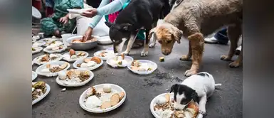 ¿Cómo cuidar a nuestras mascotas durante un sismo? Cinco importantes tips para cuidar a tu mascota durante un sismo