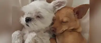 Si quieres tener otro perrito, es mejor pensarlo dos veces. ¿Es mejor tener dos perros en casa? Conoce aquí la respuesta