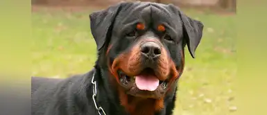 Rottweiler cuida a bebé recién nacido Perro rottweiler cuida a bebé recién nacido abandonado por su madre