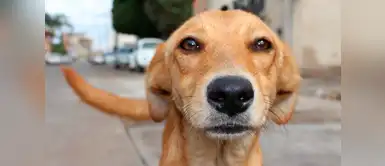 Perro cuida a su dueño Perro cuida y protege a su dueño que se encontraba en estado de ebriedad