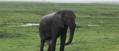 YouTube: Turistas de un safari presencian nacimiento de un elefante YouTube: Turistas de un safari presencian nacimiento de un elefante