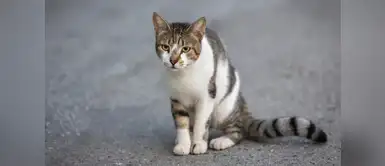 Al parecer los gatos hogareños tardarían en regresar a casa si se pierden. ¿Un gato hogareño puede regresar a casa si se pierde?