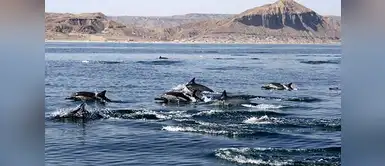 Los Órganos Los Órganos